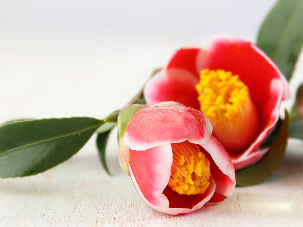 tsubaki-flower.jpg